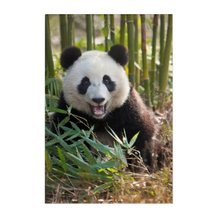 Smiling Panda Portrait Acrylic Wall Art