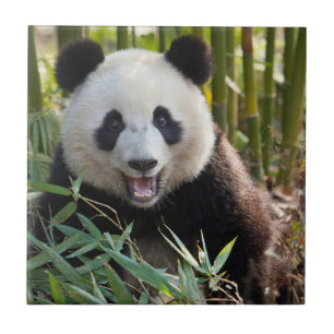 Smiling Panda Portrait Tile