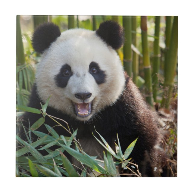Smiling Panda Portrait Tile (Front)