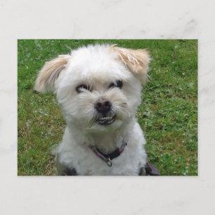 Smiling Poodle-cross Postcard