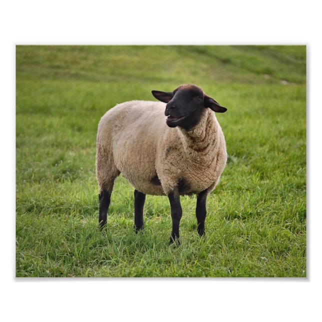 Smiling Sheep Photo Print (Front)