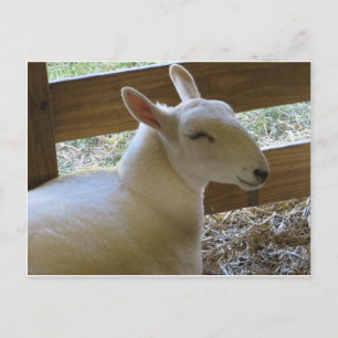 Smiling Sheep Postcard