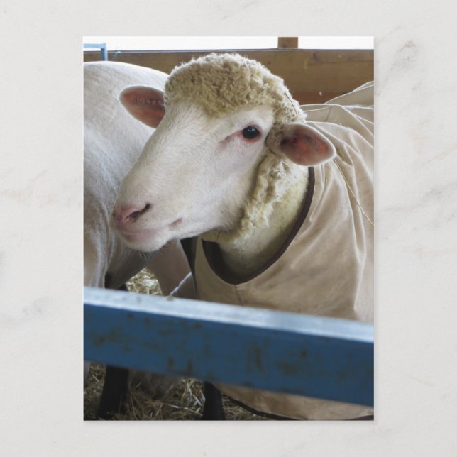 Smiling Sheep Postcard (Front)