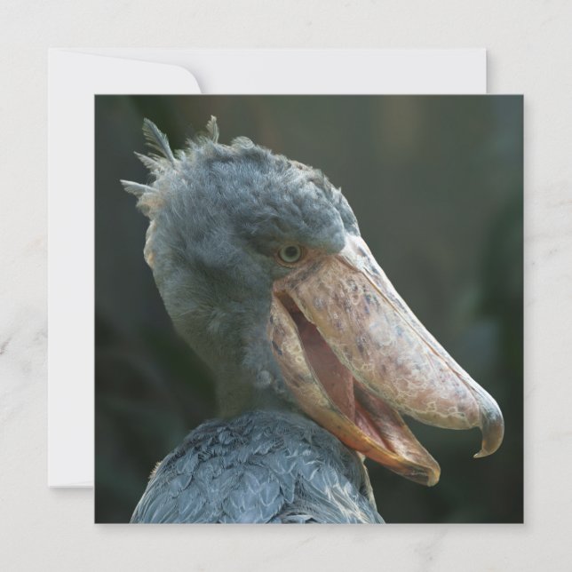 Smiling Shoebill (Front)