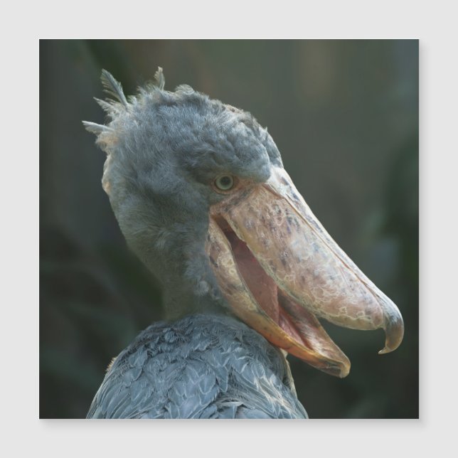 Smiling Shoebill (Front)