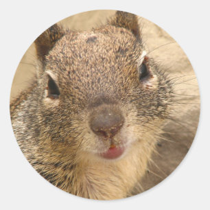 Smiling Squirrel stickers