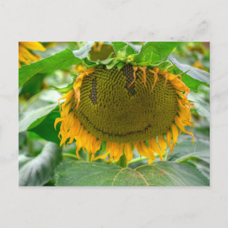Smiling Sunflower Postcard