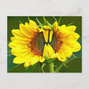 Smiling Sunflower Postcard