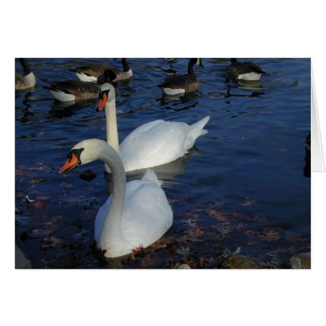 Smiling Swan card (Front Horizontal)