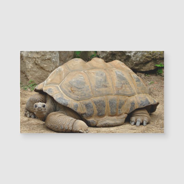 Smiling Tortoise Blank (Front)
