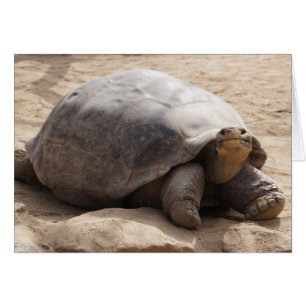 Smiling Tortoise Blank Card