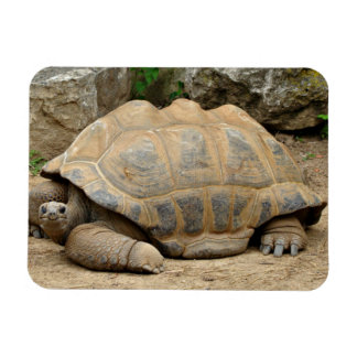 Smiling Tortoise  Magnet