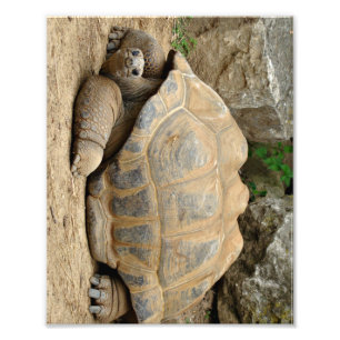 Smiling Tortoise Photo Print