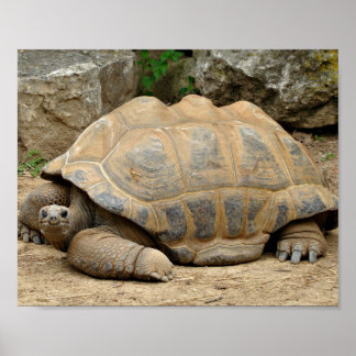 Smiling Tortoise  Poster