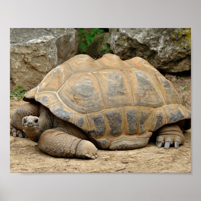 Smiling Tortoise  Poster (Front)