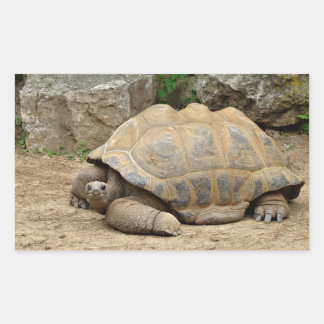 Smiling Tortoise  Sticker