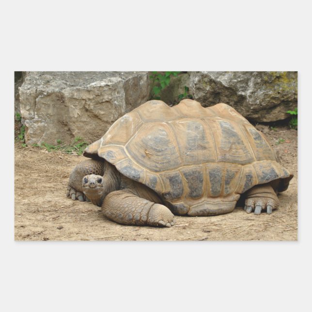 Smiling Tortoise  Sticker (Front)