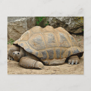 Smiling Tortoise Thank You Card