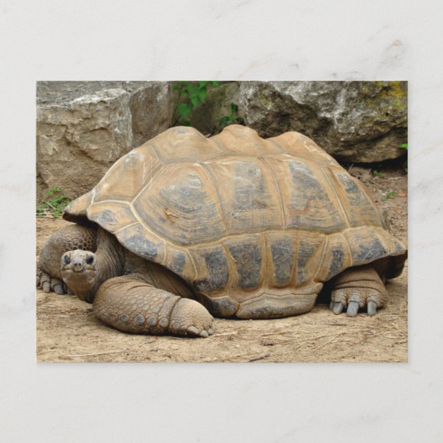 Smiling Tortoise Thank You Card (Front)