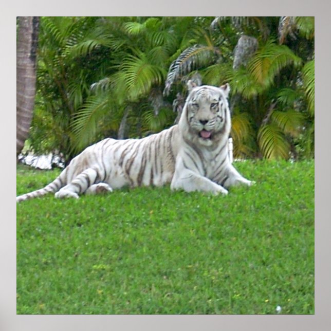 Smiling White Tiger and Palm Trees Poster (Front)