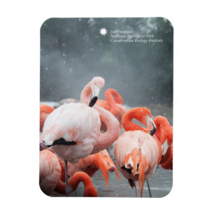 Smithsonian   Flamingos In The Snow Magnet