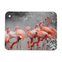 Smithsonian | Flamingos In The Snow