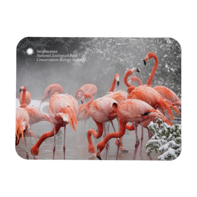 Smithsonian | Flamingos In The Snow Magnet (Horizontal)