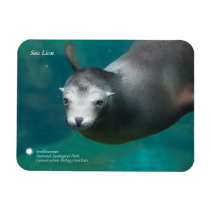 Smithsonian Sea Lion Magnet