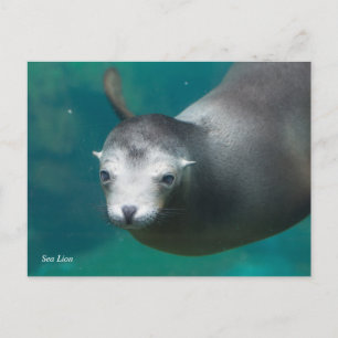 Smithsonian Sea Lion Postcard