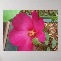Smitty's Flower One