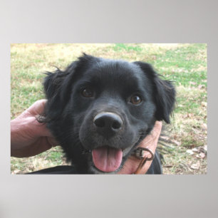 Smokey Poses For The Camera Poster