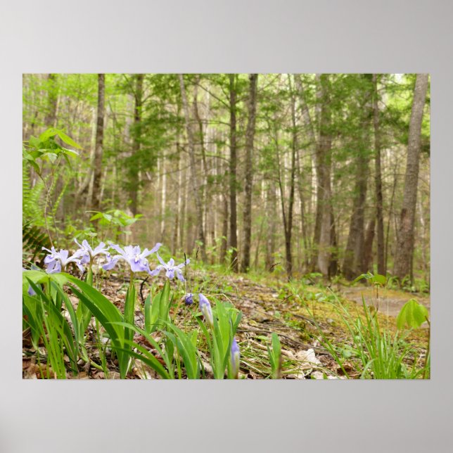 Smoky Mountain Trail in Spring Poster (Front)