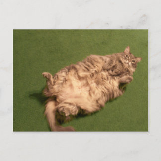 Smoochie Girl's Daily Kitty Yoga Postcard