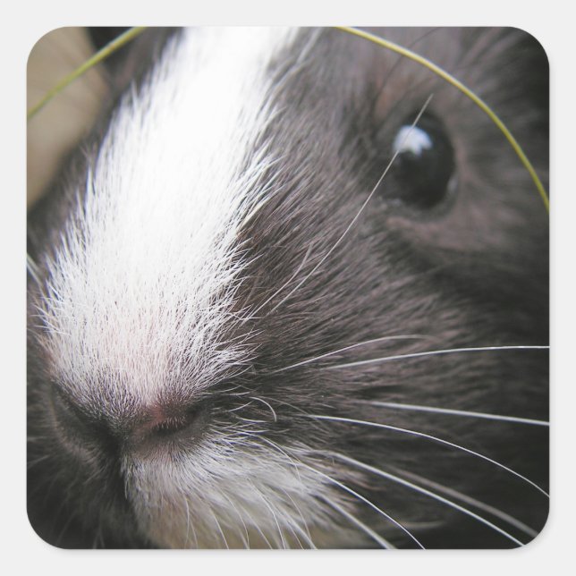 Smooth, Black and White Guinea Pig Face Square Sticker (Front)
