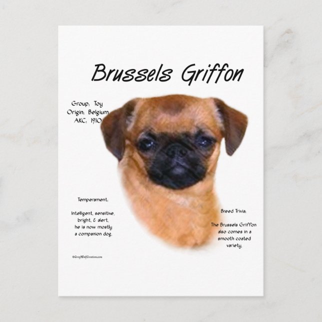 Smooth Brussels Griffon History Postcard (Front)