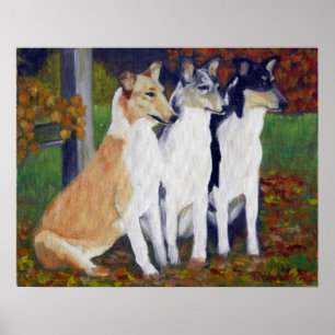 Smooth Collie Dog Portrait Poster