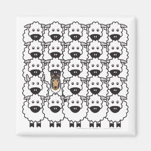 Smooth Collie in the Sheep Magnet