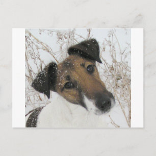 smooth fox terrier postcard