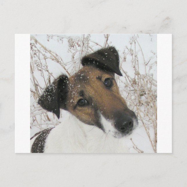 smooth fox terrier postcard (Front)