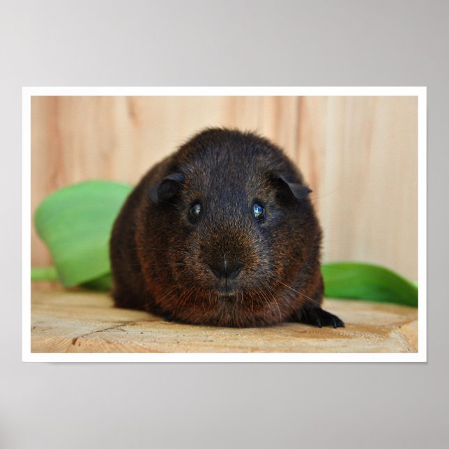 Smooth, Gold Agouti Guinea Pig Poster (Front)
