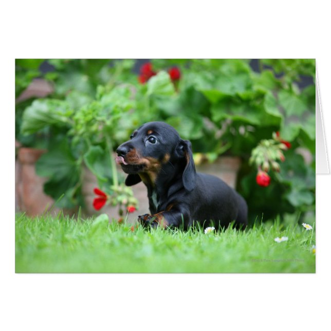 Smooth-haired Miniature Dachshund 1 (Front Horizontal)