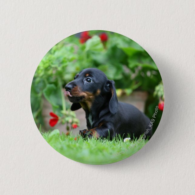 Smooth-haired Miniature Dachshund 1 2 Inch Round Button (Front)