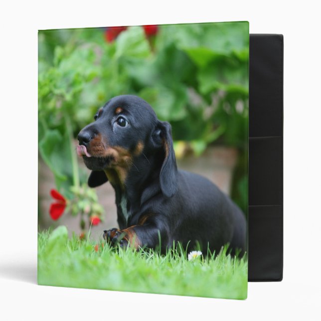 Smooth-haired Miniature Dachshund 1 Binder (Front/Inside)