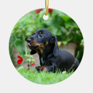 Smooth-haired Miniature Dachshund 1 Ceramic Ornament