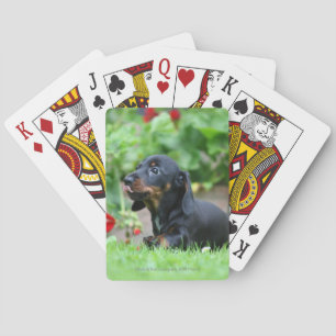 Smooth-haired Miniature Dachshund 1 Playing Cards
