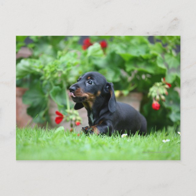 Smooth-haired Miniature Dachshund 1 Postcard (Front)