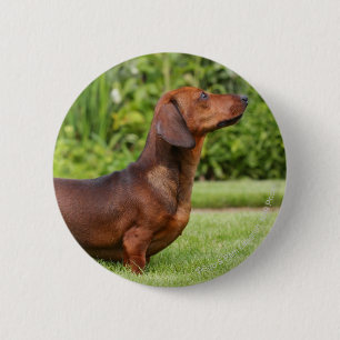 Smooth-haired Miniature Dachshund 2 Inch Round Button