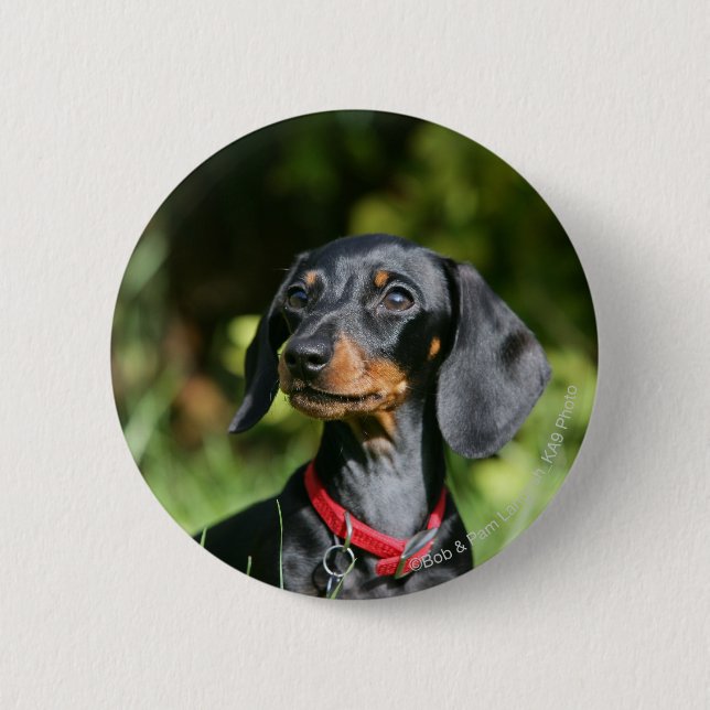 Smooth-haired Miniature Dachshund 3 2 Inch Round Button (Front)