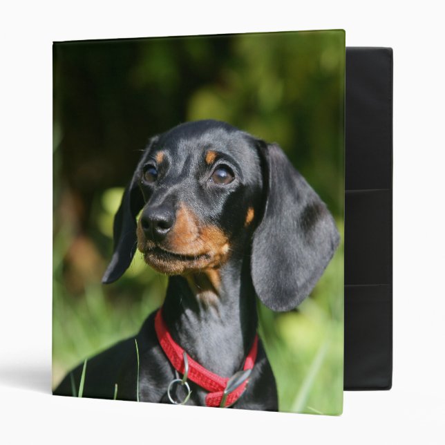 Smooth-haired Miniature Dachshund 3 Binder (Front/Inside)