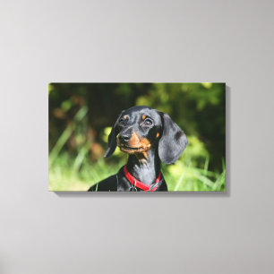 Smooth-haired Miniature Dachshund 3 Canvas Print